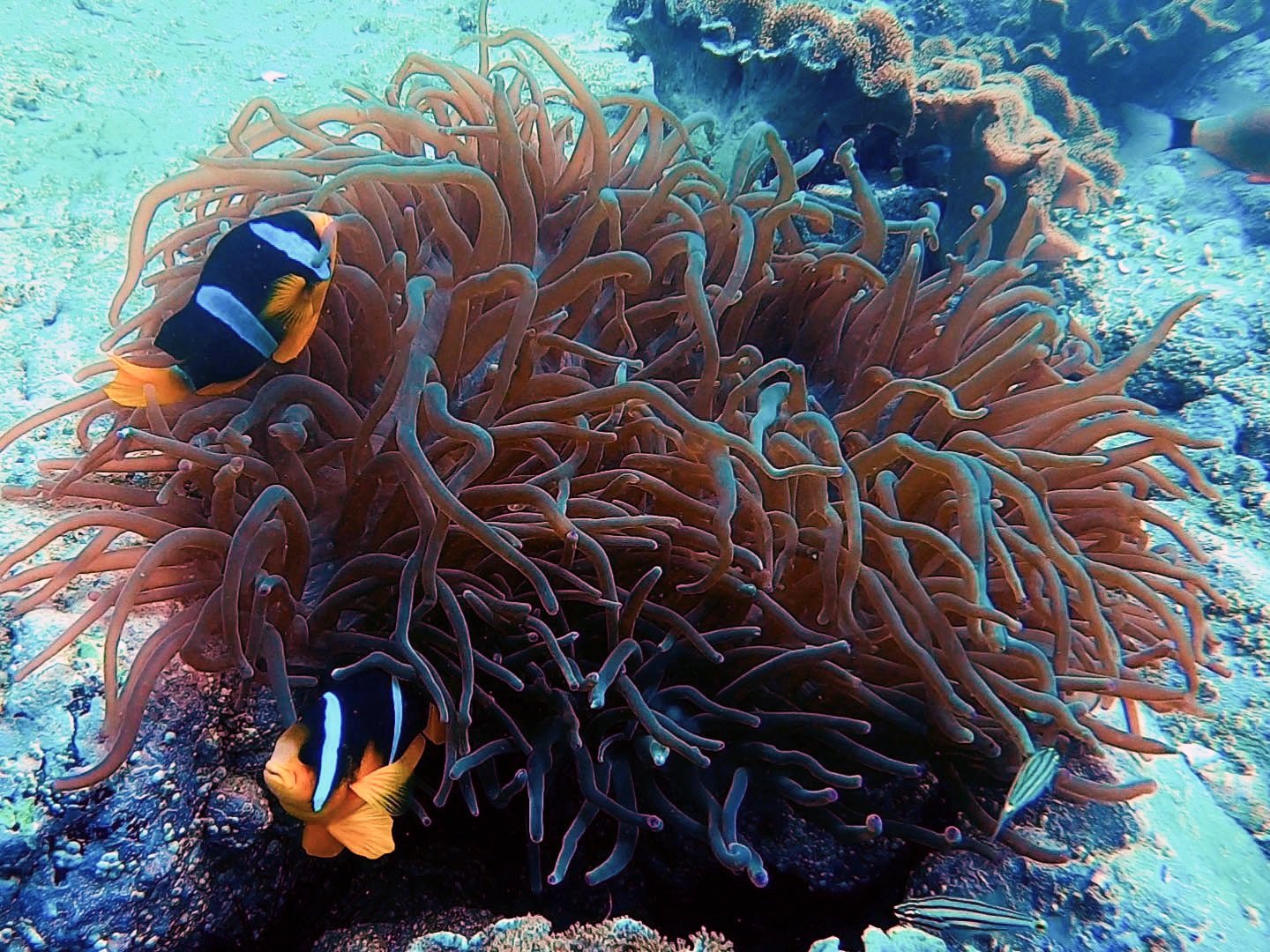 Hayut dive site